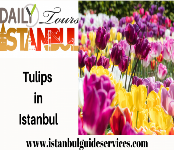 Tulips in Istanbul